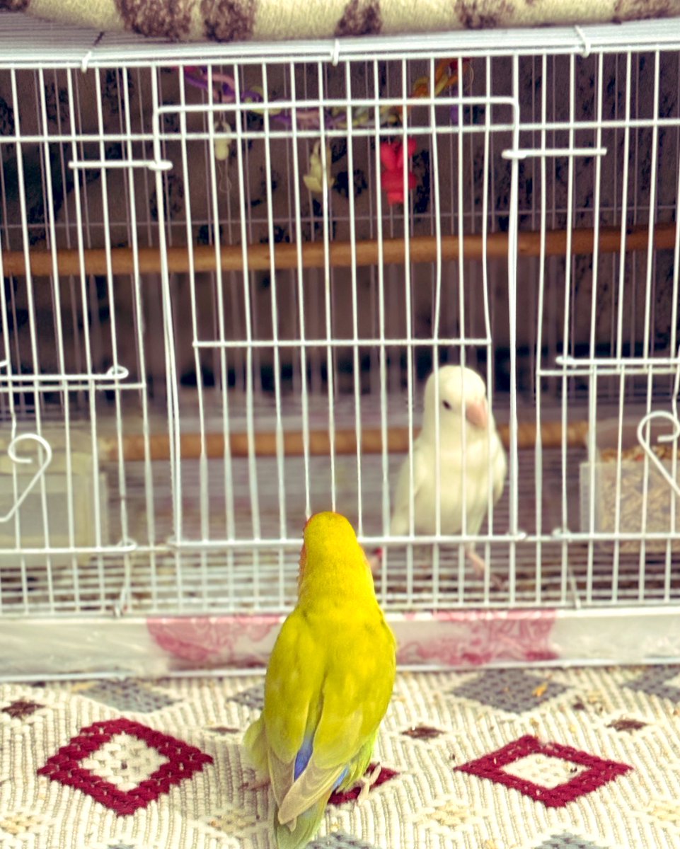 yaqin_als's tweet photo. جلسه حش عندهم https://t.co/kb2ibZt4Ps