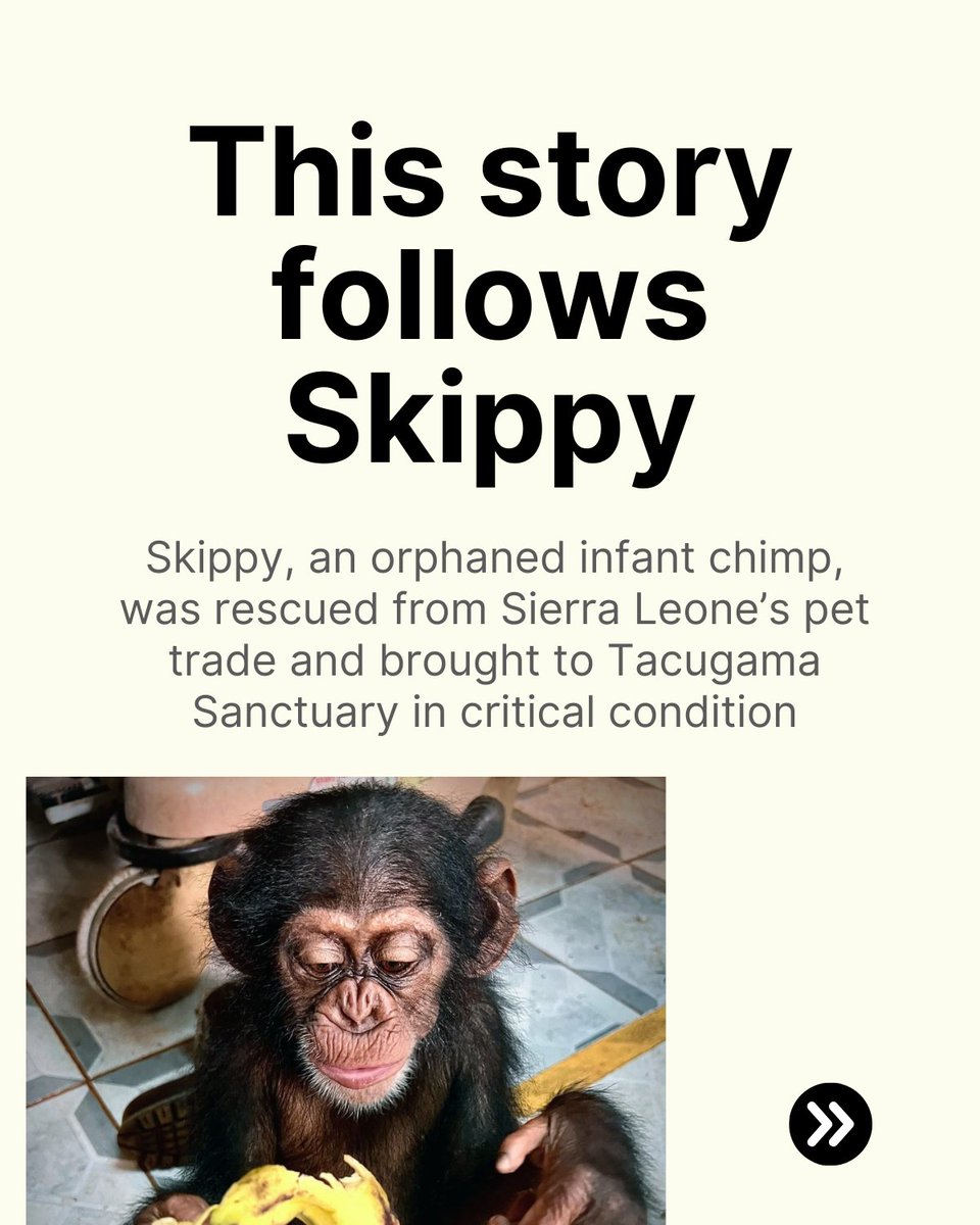 Apes Reporting Project tweet media
