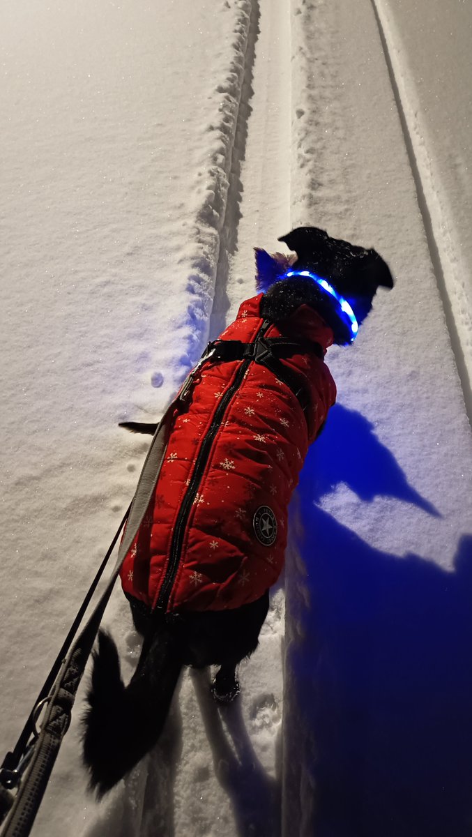 Morgens Viertel nach sechs mit 20 cm Neuschnee (nicht gemessen) in Deutschland

#BettyundBenny #Gassigehen #Hunde