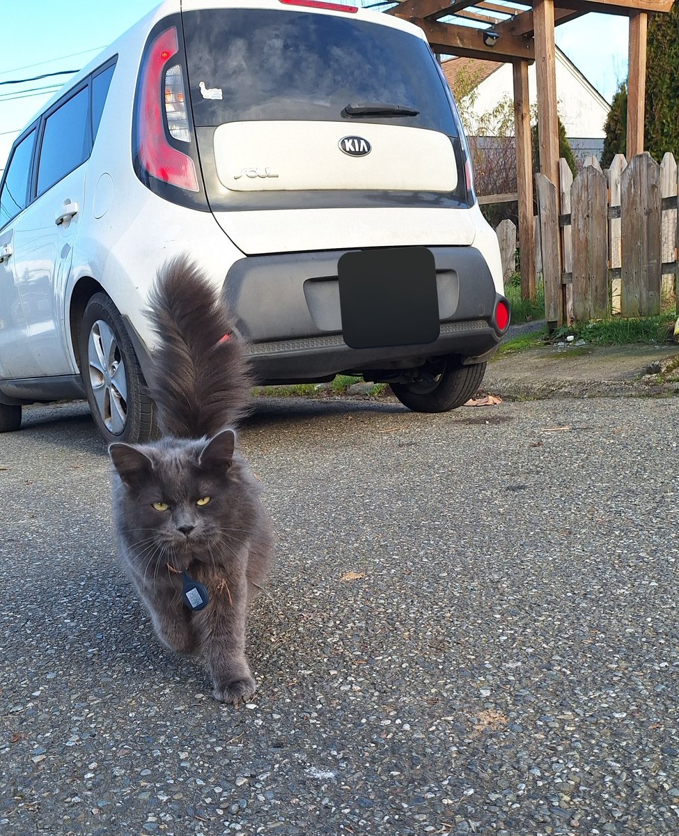 Spotted a floofy Spaetzle today.