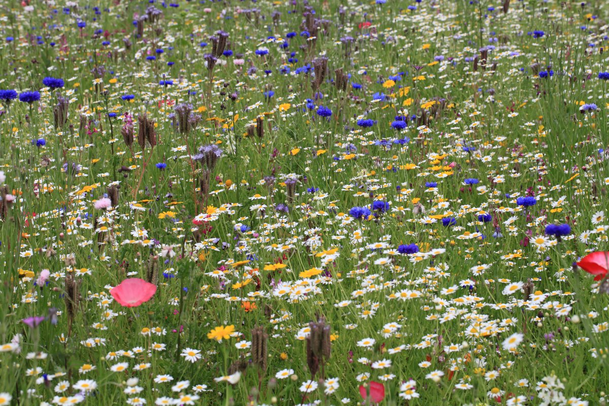 Amnesty International tweet media