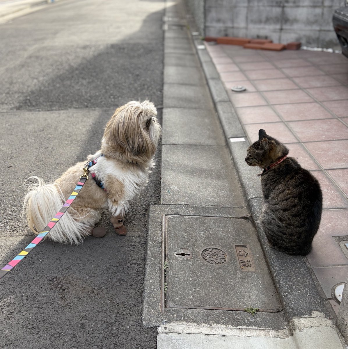 猫に会いたくて、この道を通るたびに猫を探してたのに、いざ会えたら緊張して何もできない犬。