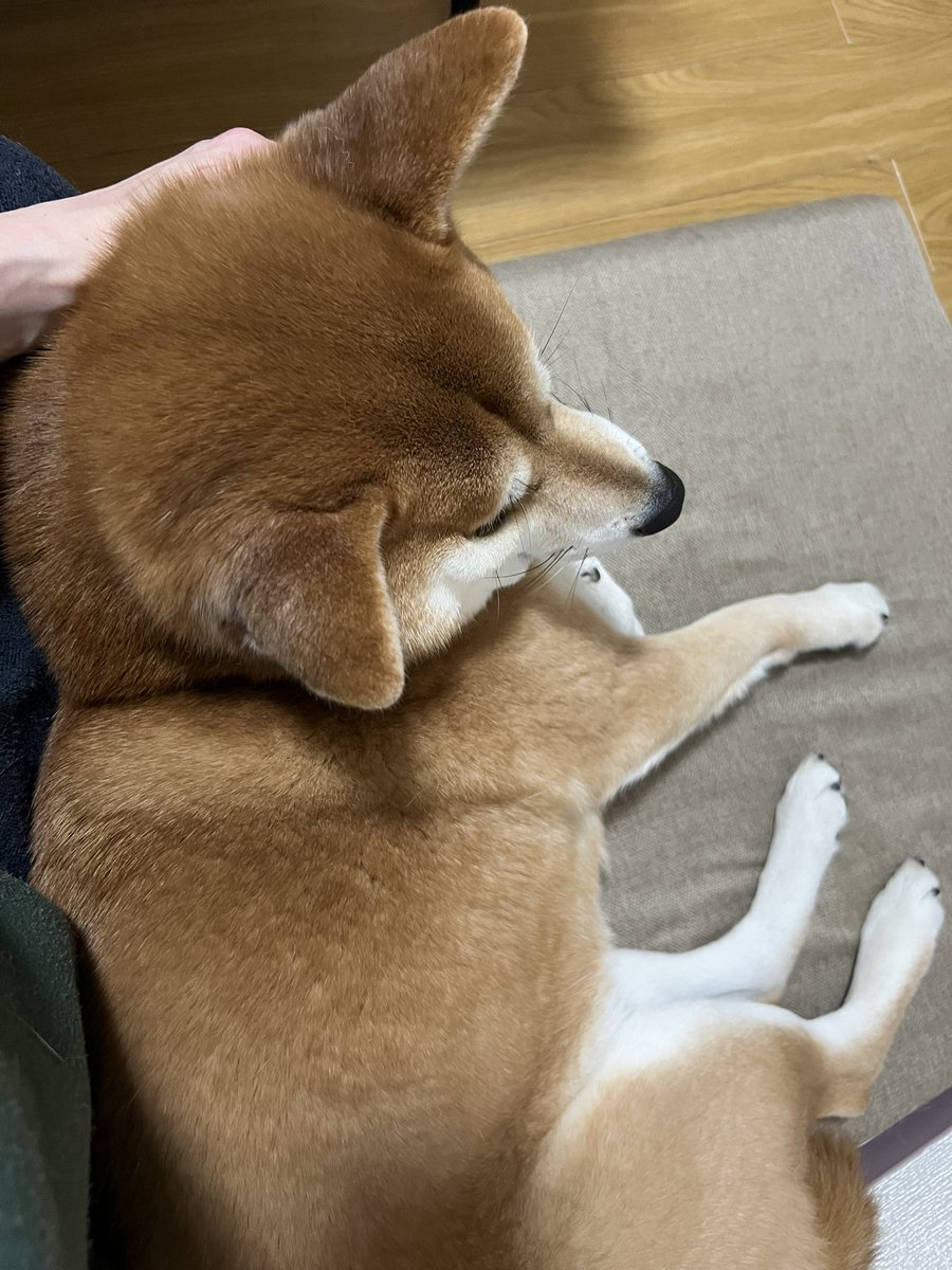 お留守番続きだと甘えん坊っちゃんになる😏