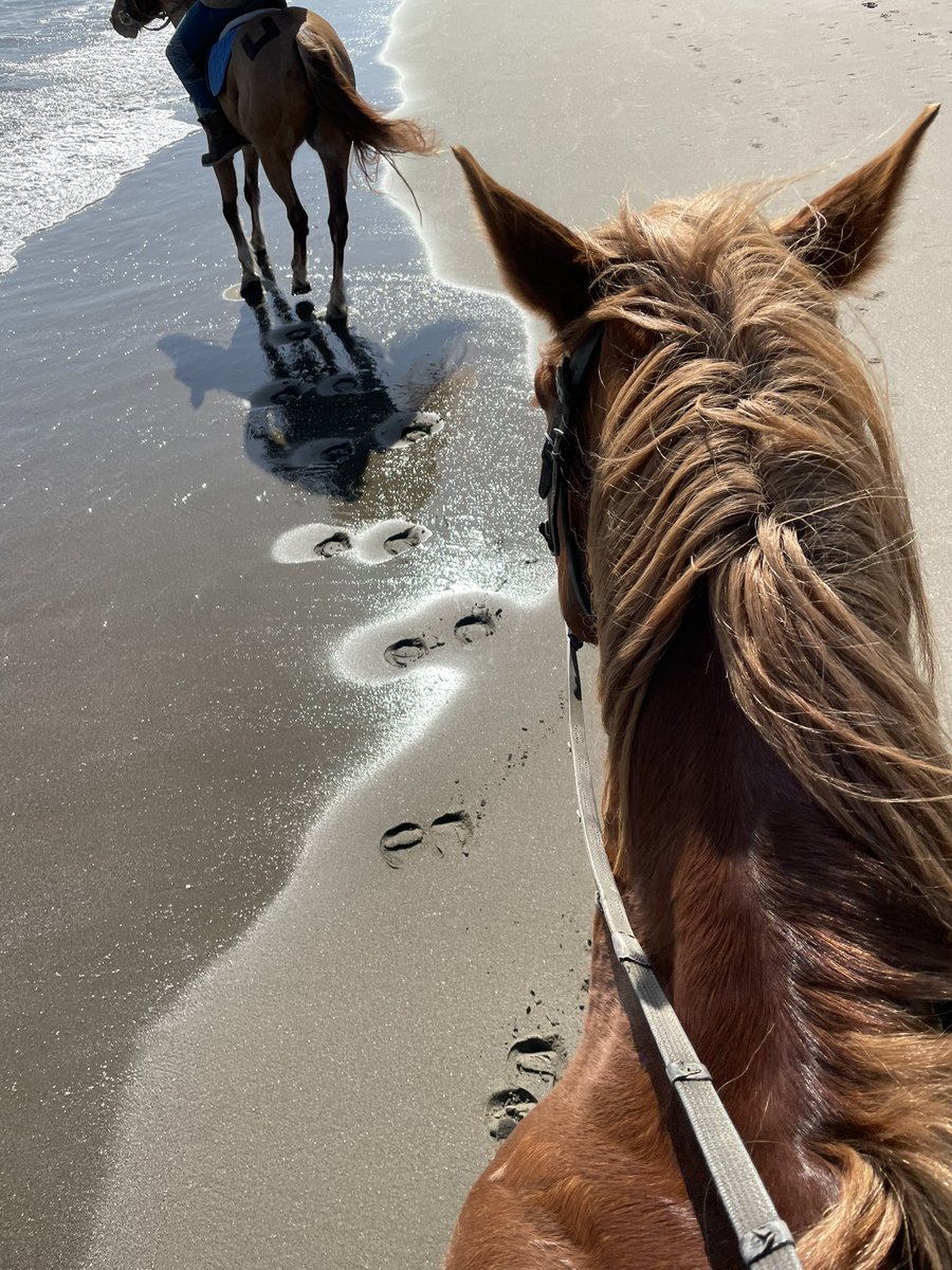 _Rex_er's tweet image. ひっさびさ❕
身体重くてジョッキー乗り出来なかったww
くーちゃん競馬上がりみたいな速さの馬だわぁ…