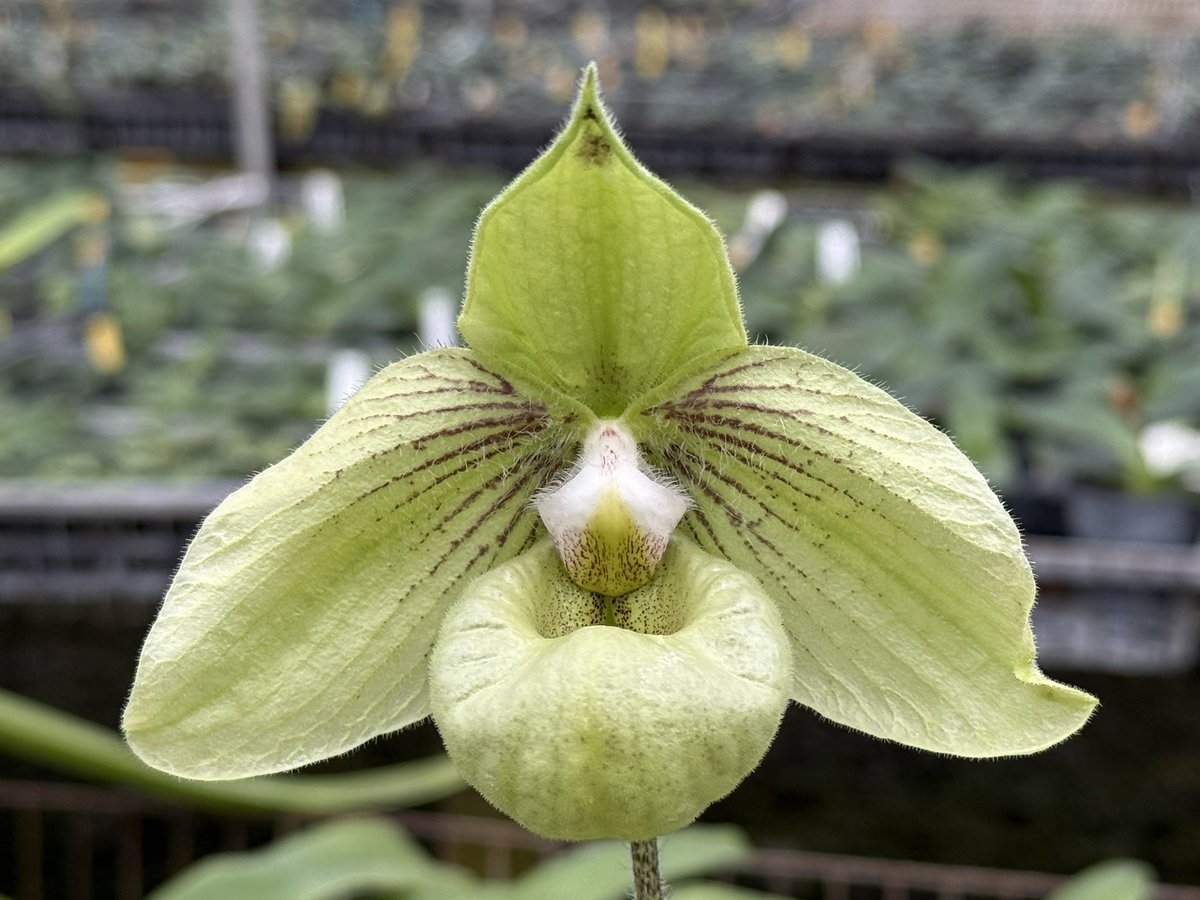Paph. Jackii