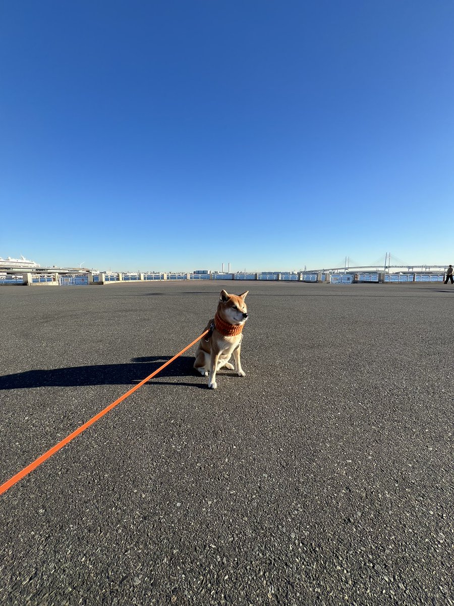 横浜でも拒否柴
