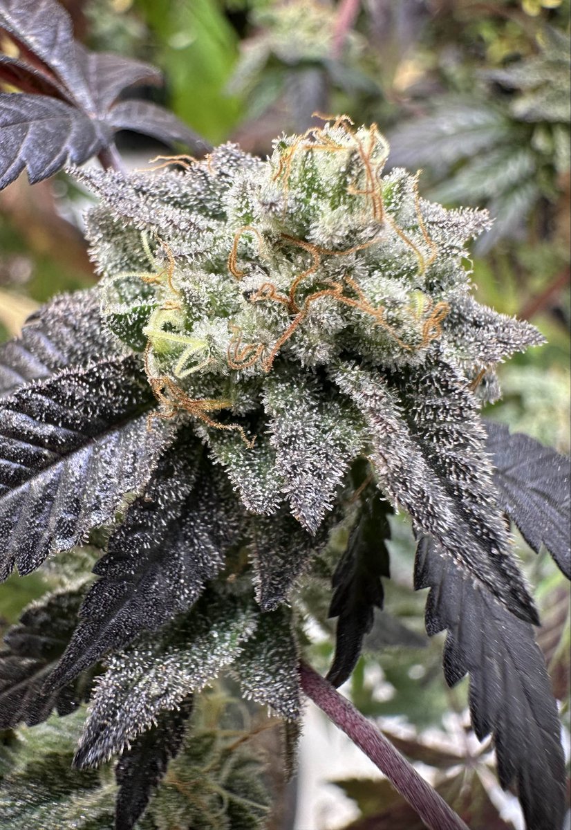 EtherealGenetix's tweet photo. The is the Topanga Canyon Pure Kush cut from @theREALMrSpliff on day 55 of flower. This stuff reeks!!! 🔥 🔥 🔥 #cannabiscommunity #legendsofthegame #purekush #weedporn #dailydank #growyourown #fire #dank https://t.co/E1Wcvp1iTP