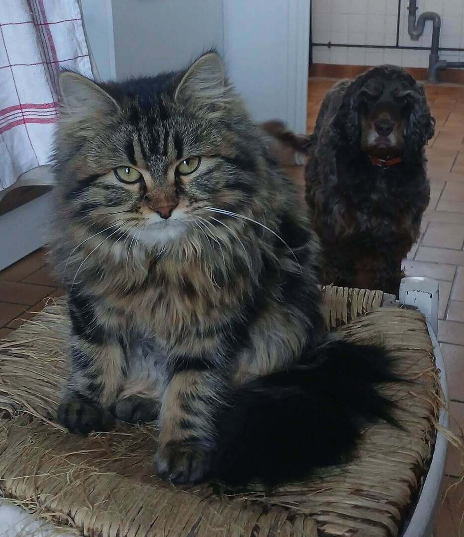 🟠 🐱 Chat perdu le 11/01/2026 à Cléguérec (56480).
Race : Européen / Âge : 7 mois
Artemis / Femelle / Identifié(e) : Oui

☎️ 0651953878
📧 Vincent.c.legourd@gmail.com

#chatperdu #chattrouve #chat #perdu #trouve