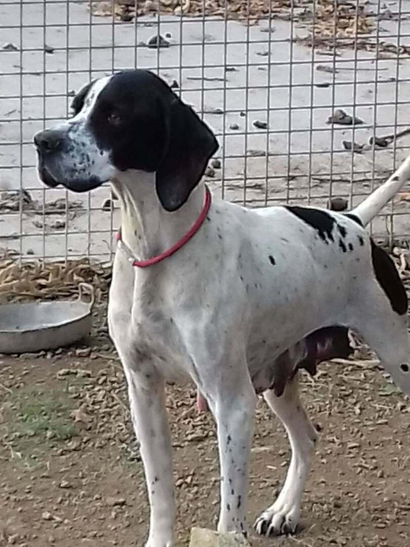 🟠 🐶 Chien perdu le 14/01/2026 à Saint-Alban (22400).
Race : Pointer Anglais / Âge : 9 an(s)
Margot / Femelle / Identifié(e) : Non

☎️ 0677278024
📧 isamolly022@gmail.com

#chienperdu #chientrouve #chien #perdu #trouve