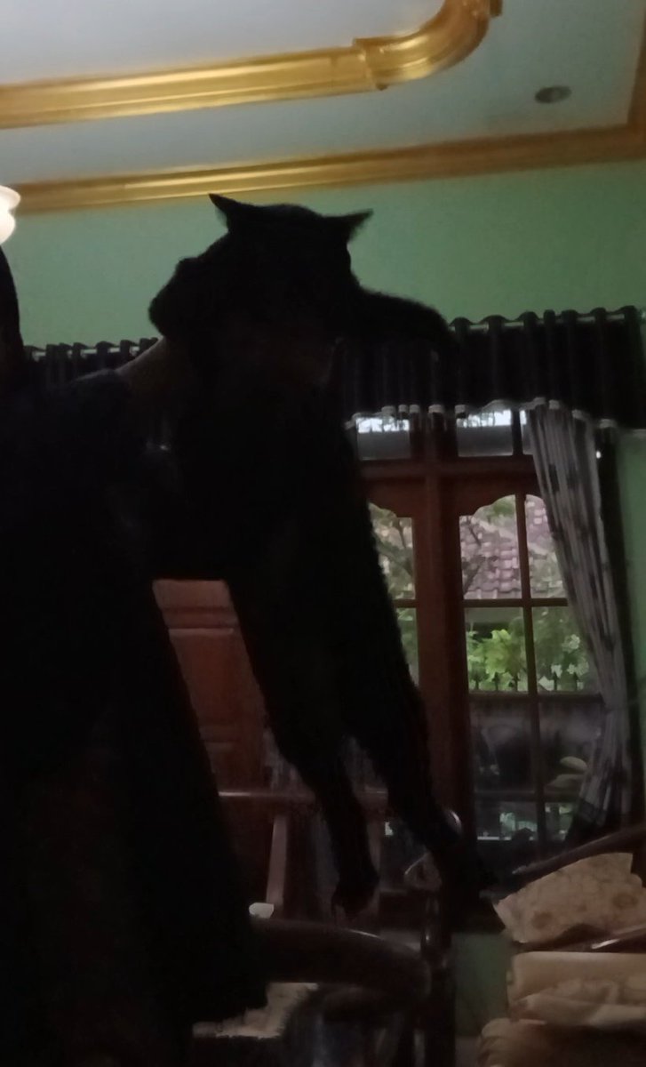 Nanasun setengah pintar setengah bodoh 😭

Kasian td belio ngantuk lg nyantai di kerdus cakaran tp mba gangguin 😭😭😭 mana pas divideo kaga keliatan pula krn backlight 😀