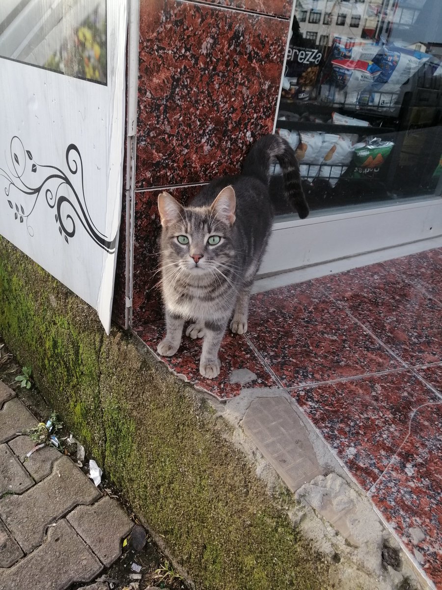 velalienn's tweet image. Şu iki safoza yuva bulabilir miyiz nereden geldiklerini bilmiyorum gri olan dişi turuncu olan erkek ve çok sevecen göbek falan açıyorlar evden atılmış olabilirler diye düşünüyorum İstanbul içi yuva arıyorum.