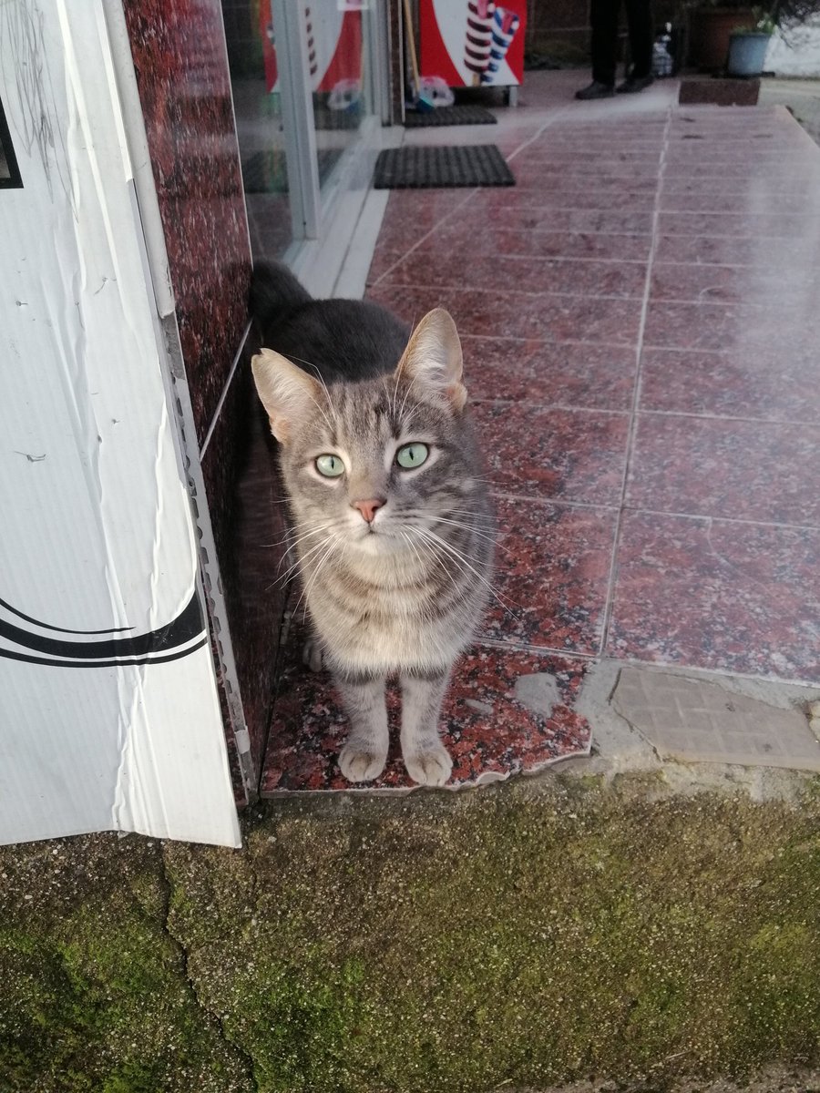 velalienn's tweet image. Şu iki safoza yuva bulabilir miyiz nereden geldiklerini bilmiyorum gri olan dişi turuncu olan erkek ve çok sevecen göbek falan açıyorlar evden atılmış olabilirler diye düşünüyorum İstanbul içi yuva arıyorum.