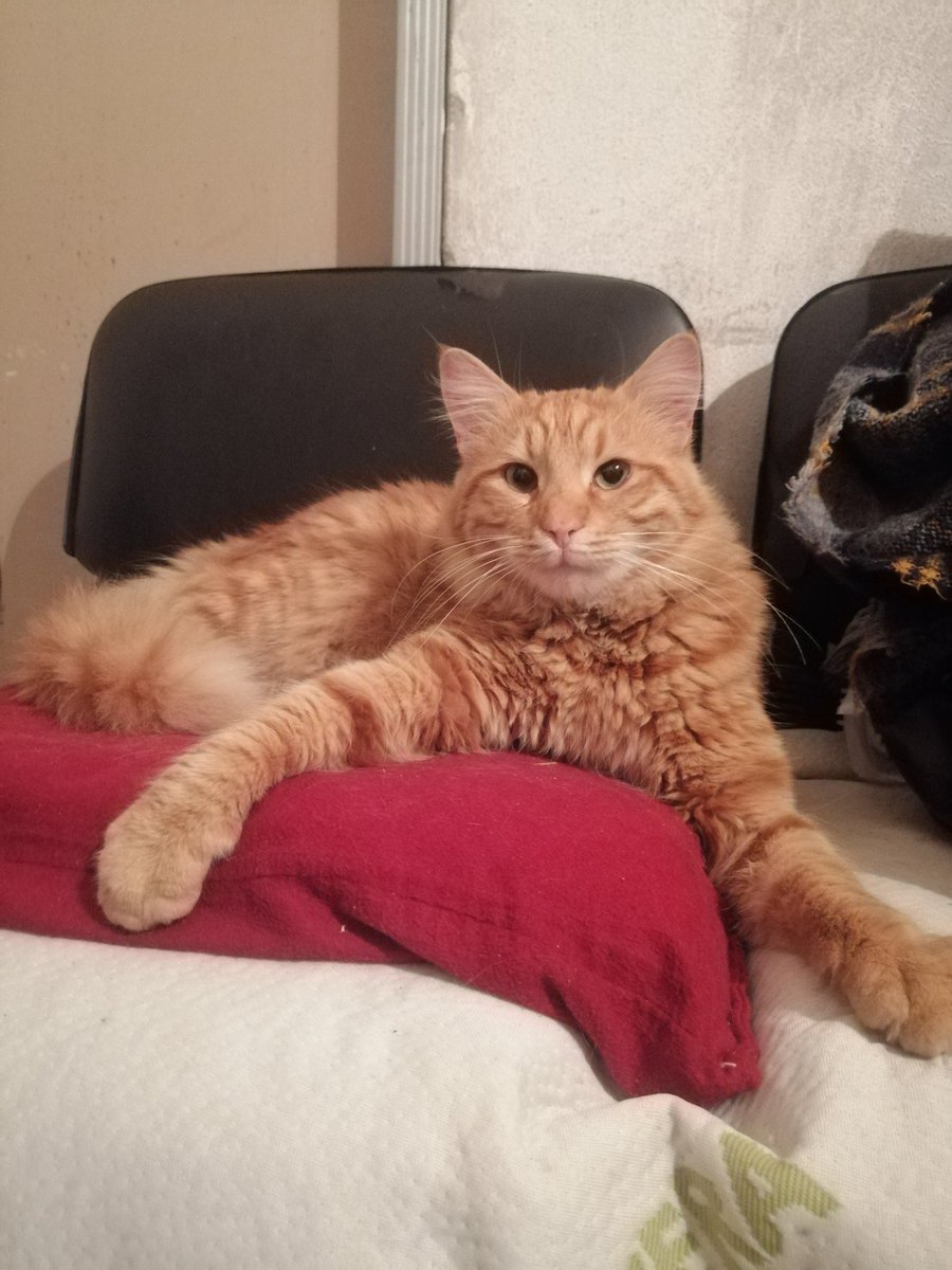 velalienn's tweet image. Şu iki safoza yuva bulabilir miyiz nereden geldiklerini bilmiyorum gri olan dişi turuncu olan erkek ve çok sevecen göbek falan açıyorlar evden atılmış olabilirler diye düşünüyorum İstanbul içi yuva arıyorum.