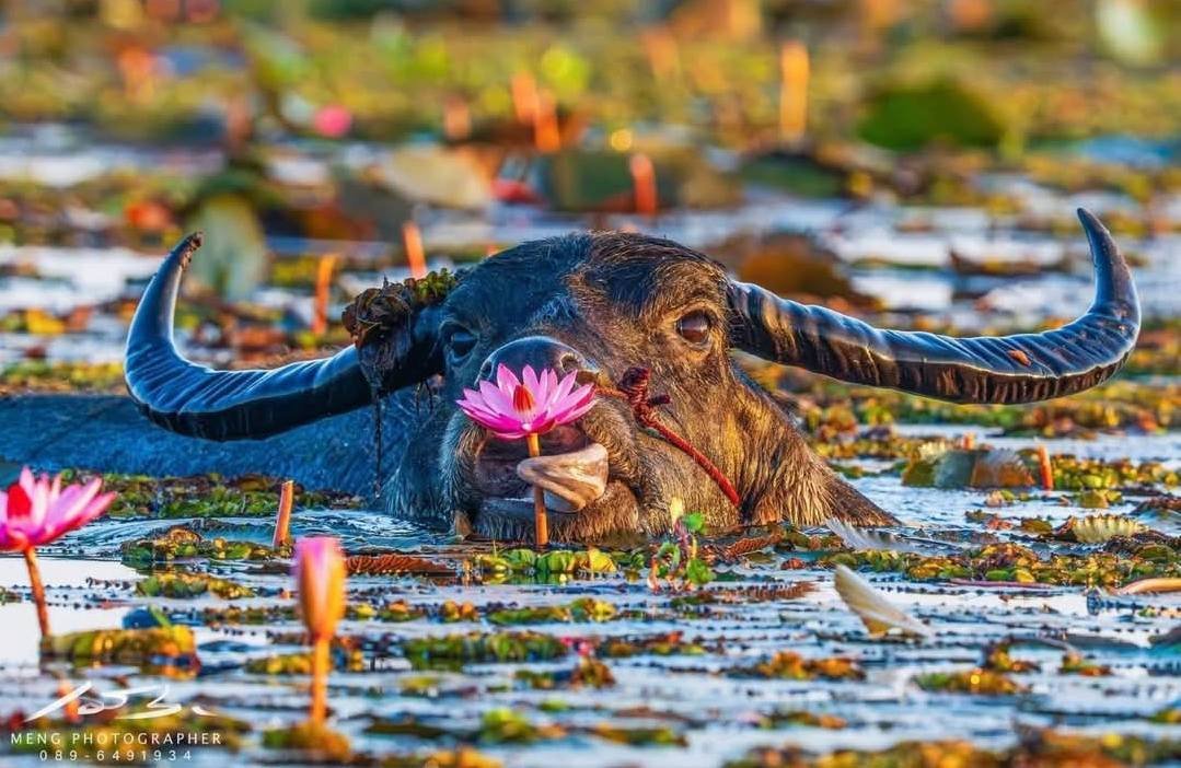 ทะเลบัวแดงอุดร ปีก่อนๆไปลงท่าเรือแชแลเห็นน้องลงเล่นน้ำเป็นฝูงอยู่ไกลเห็นทีแรกนึกว่าฝูงไดโนเสาร์ 😅  
ช่างภาพเม้งซูมมาให้เห็นหน้าชัดๆแล้วนะ

#LISA 
#AmazingThailand 
#AmazingThailandxLISA 
#FeelAllTheFeelings