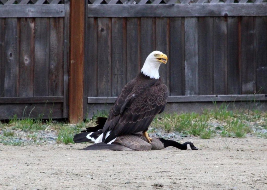 replyguyjoe's tweet image. 