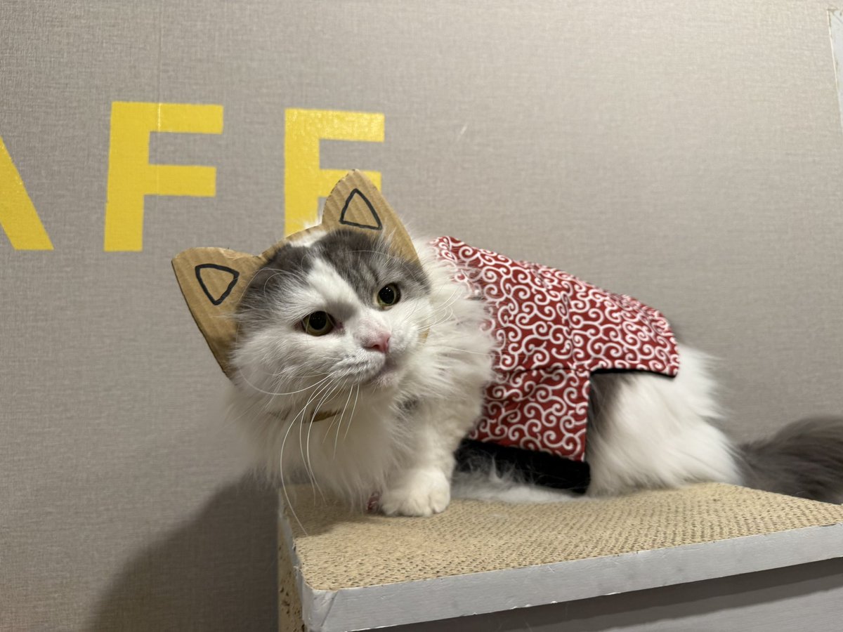 保護猫カフェ 猫まる茶屋 (@nekomaruchaya) / Posts / X