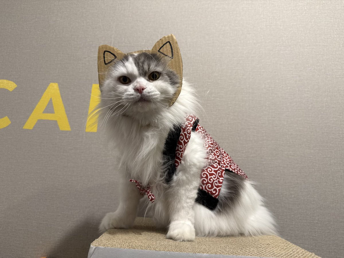 保護猫カフェ 猫まる茶屋 (@nekomaruchaya) / Posts / X