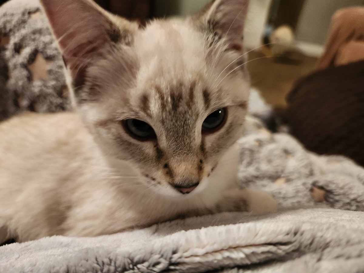 🐈 Ranae 🐈‍⬛ tweet media