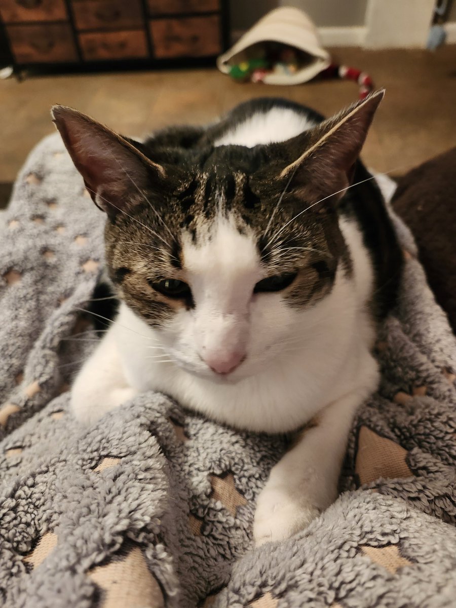 🐈 Ranae 🐈‍⬛ tweet media