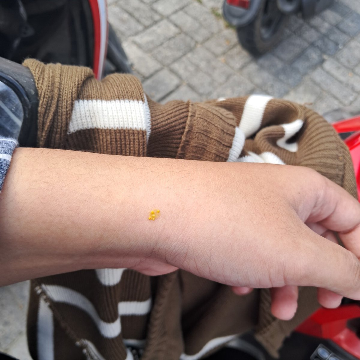 preonthin's tweet image. apaan bgt dah kocak tb tb kena tahi burung 😭😭