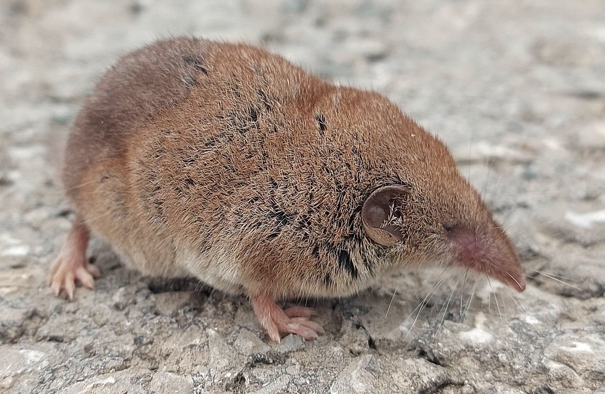 Mi pequeño cuerpo de musaraña ya siente el lunes y sus penosas consecuencias