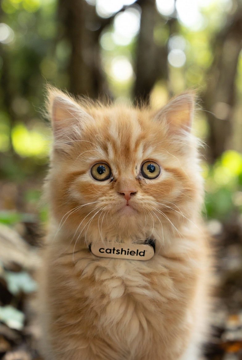 Stray cats don’t have a voice, but they deserve care, safety, and compassion 🐾
Even the smallest act of support can save a life.

Respect to $CatShield for standing up for stray cats and choosing kindness over indifference ❤️
This is how real change starts.