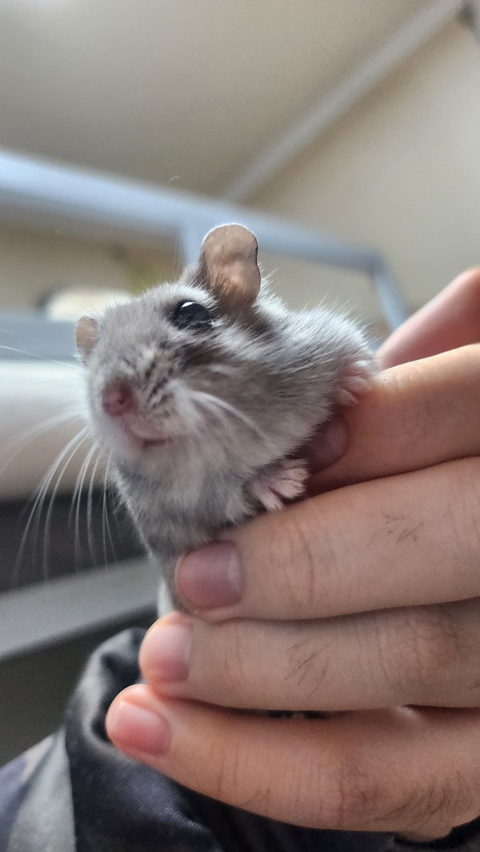 vib ビブ tweet media