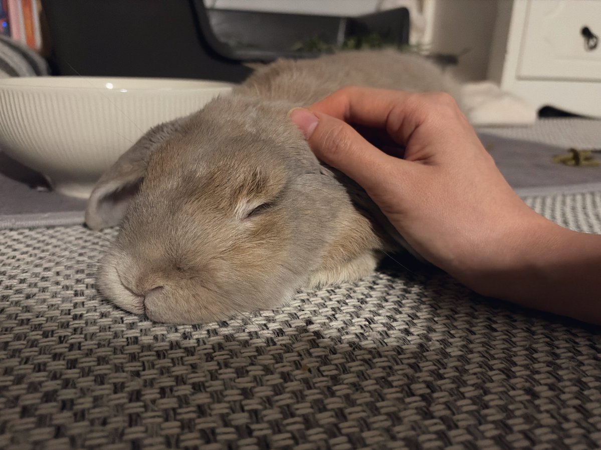 새벽에 쓰담 받길 좋아하지