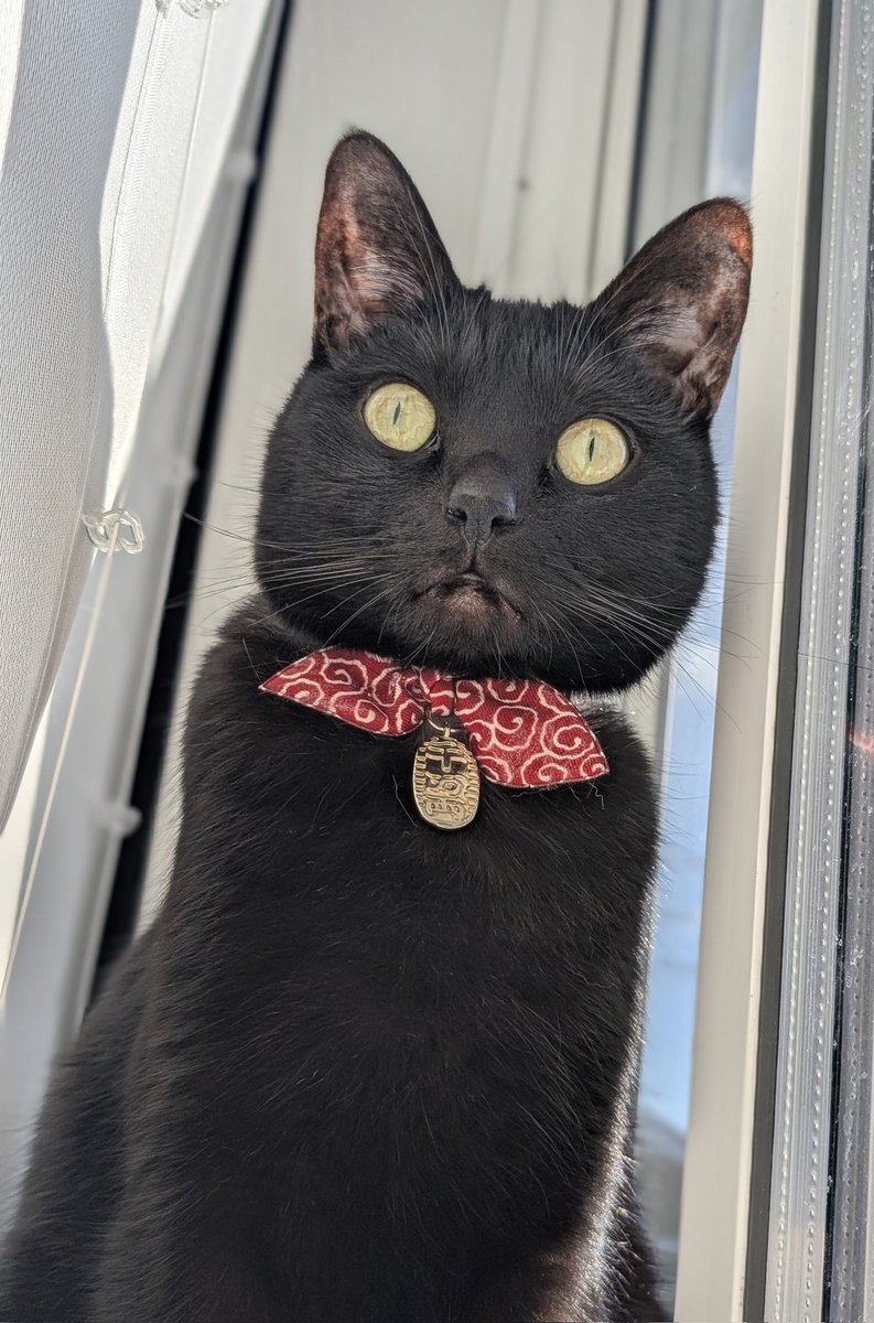 仔猫を拾ったので tweet media