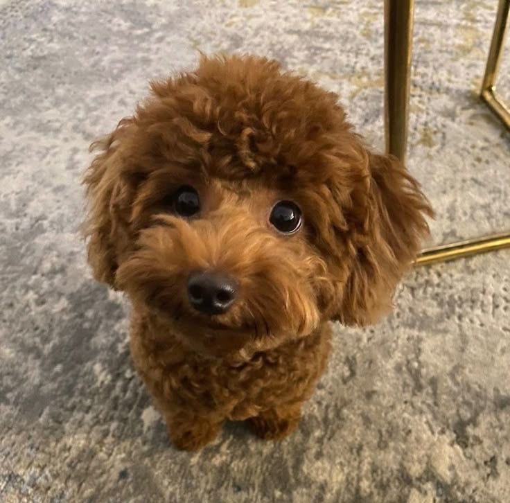 filomelaa's tweet image. вот так вижу коннора 🥺