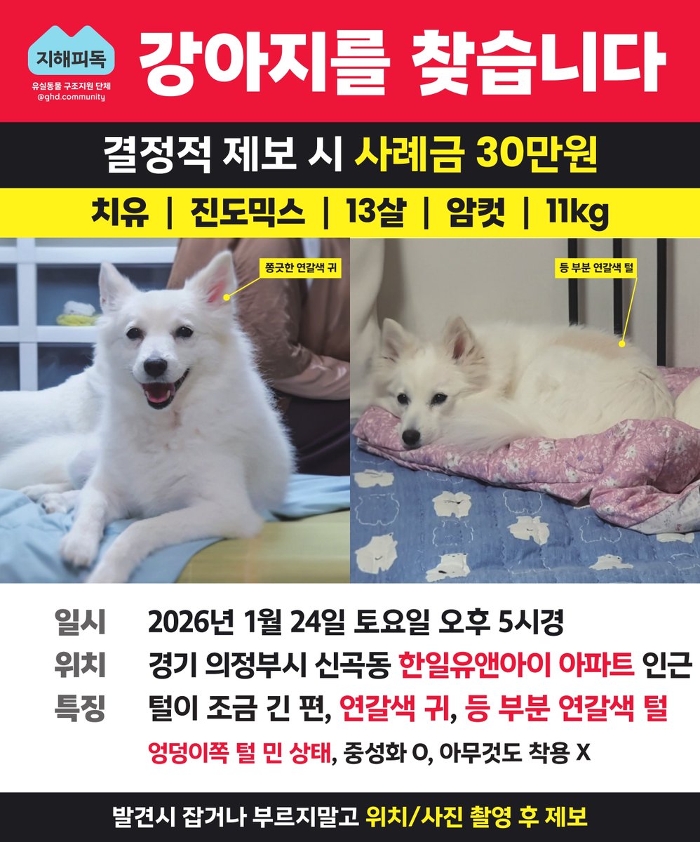 Gomgyul's tweet image. 루비 찾았습니다🥹 치유만 남았어요ㅠㅠ 루비가 구조 됐던 장소는 신곡대우아파트 인근이며 현재 루비만 발견 되었습니다! 새로 온 제보에 의하면 실종 됐던 날에 유앤아이 방면 언덕에서 두마리가 같이 다니고 있었다고 해요. 구조 됐을땐 루비만 있었다하여 근처에서 털 긴 아이 보시면 연락주세요🙇‍♀️