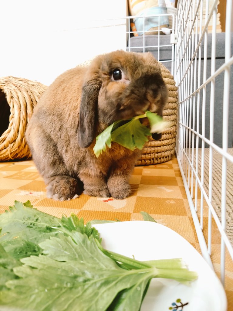 今日はセロリ🌿