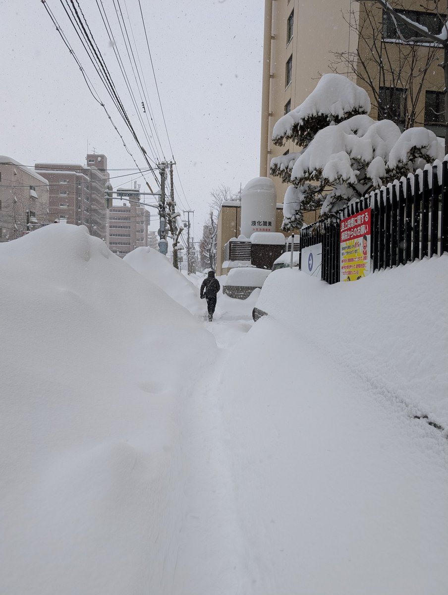 1月26日(月)、遅くなりましたが開店しました。曇り。除雪はまあまあ入ったようですが、真ん中が細く高く固められた歩道(獣道)が、平均台上を歩くくらいの体幹を必要としもう無理です(T_T)　本日の格言は「鶏口となるも牛後となるなかれ」鶏のクチバシがそんなに良いかと言うと…