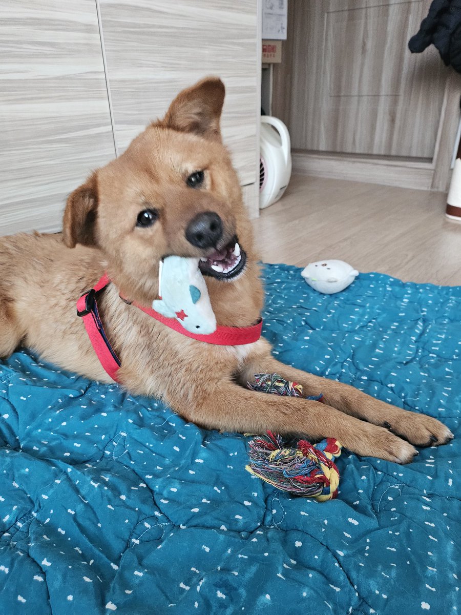 _kaya_2725's tweet image. [강아지 주인을 찾습니다.]

포천에 있는 오리고기집인 고향나들이에서 발견 된 아이입니다. 붉은색 목줄을 하고 있었고 사람들을 전혀 안 무서워했어요. 저희집에는 이미 한마리 개가 있어서 키우는건 어려울거 같아서😂 혹시 임보가 가능하신분이 계신다면 연락 부탁드립니다.