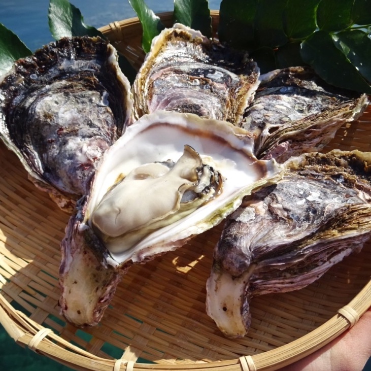 岩手県産 殻付き真牡蠣
加熱用・10個入

三陸の湾内で育った牡蠣。
殻の深さと重みを基準に揃えています。

【応募について】
・フォロー
・いいね
・リポスト
コメントに「牡蠣」と一言いただけると嬉しいです。

締切1月29日