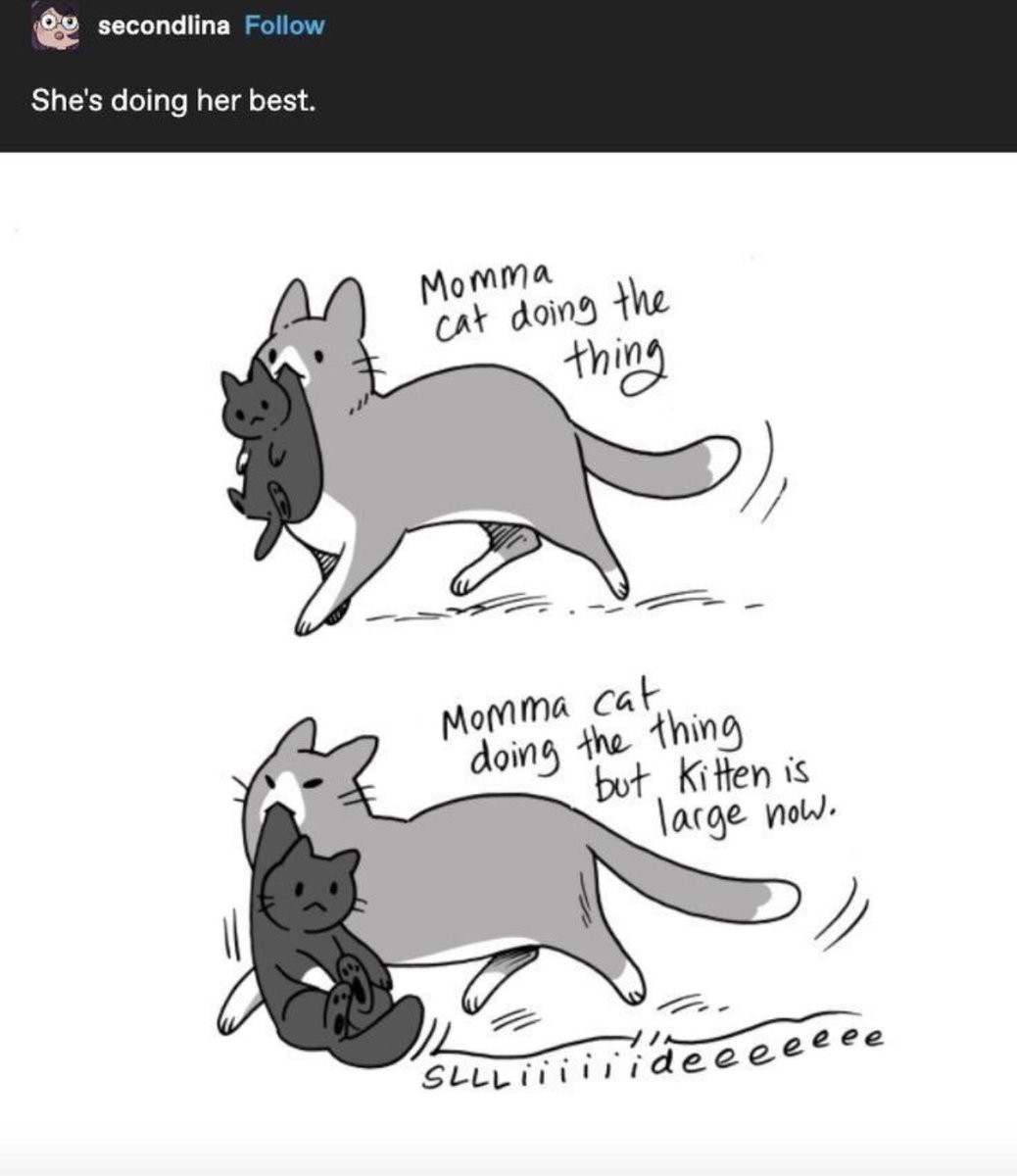 contents that ll heal your depression 🌻 (@catshealdeprsn) on Twitter photo 