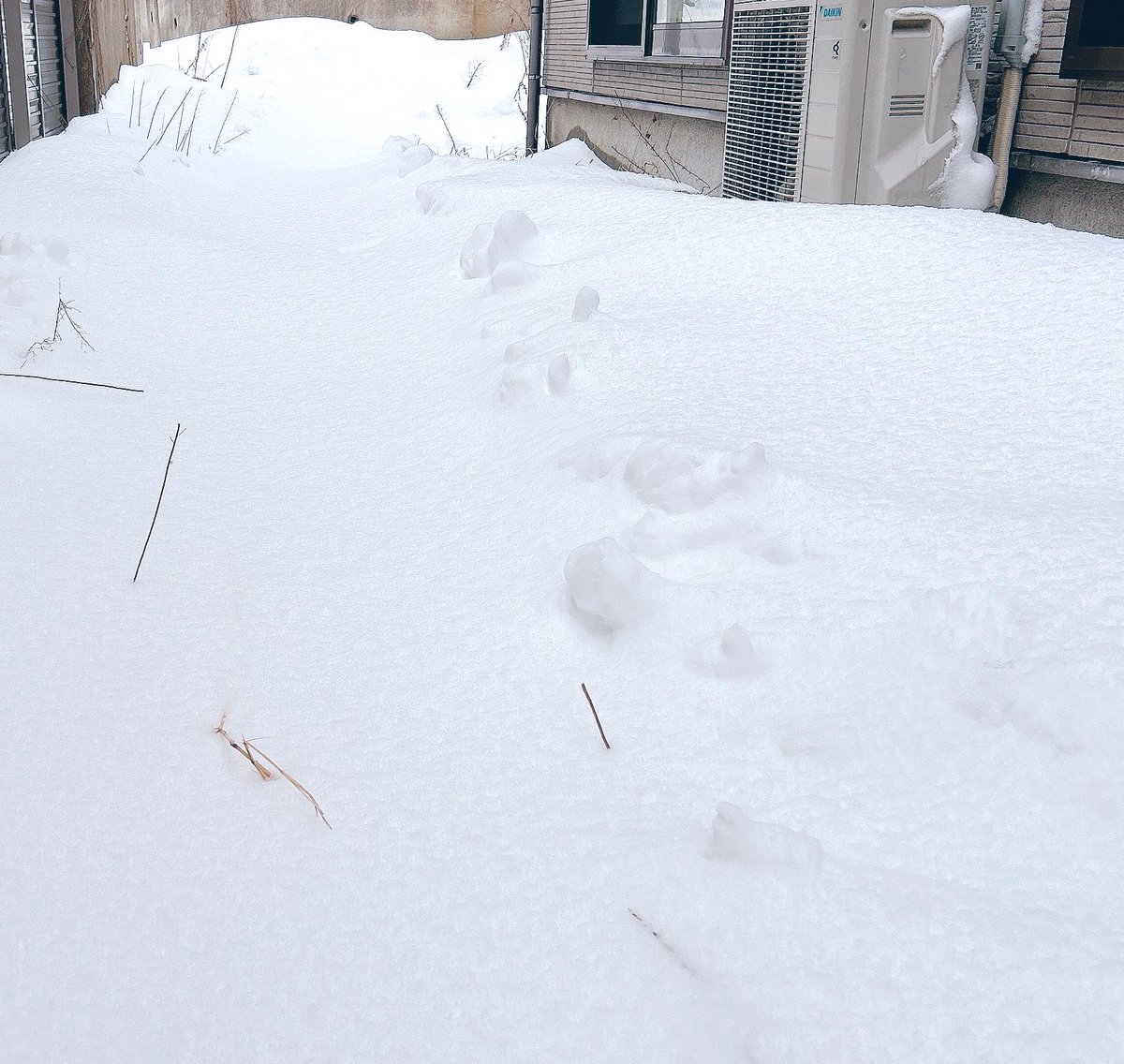 雪かきだるぅぅぅぅぅぅ！！

毎日毎日

降りすぎじゃ！！！！