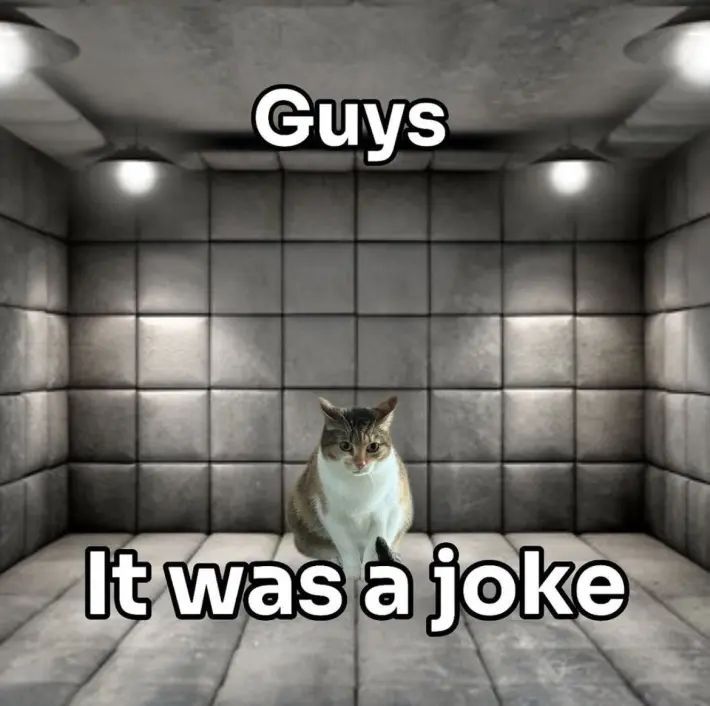 Cat TikToks tweet media