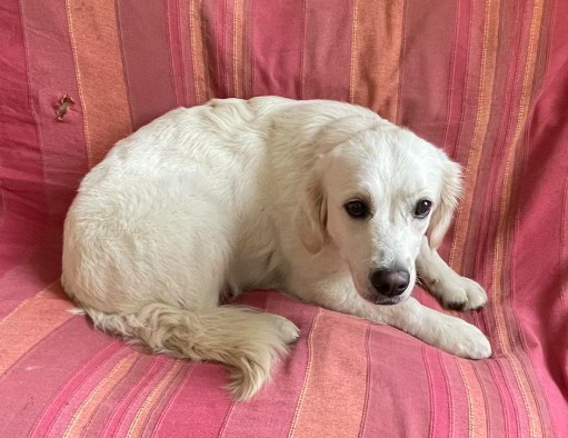 26.01.26 Perdue chienne type Retriever à Albi (Bellevue / Lude). Contact : facebook.com/Menajex/ #Tarn #chien