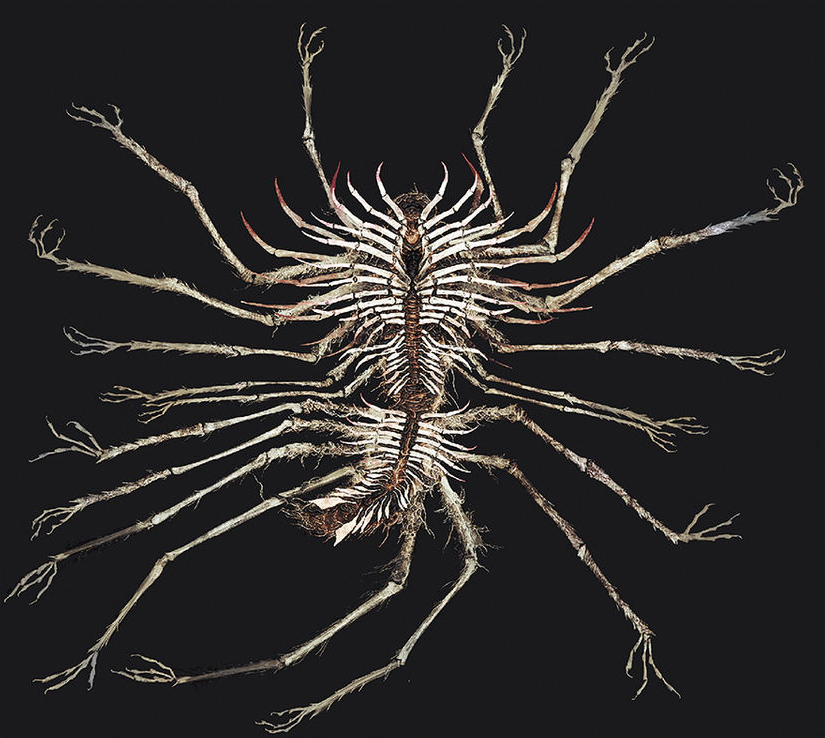 FromsoftHoarder's tweet image. Dark Souls 3 - Sewer Centipede