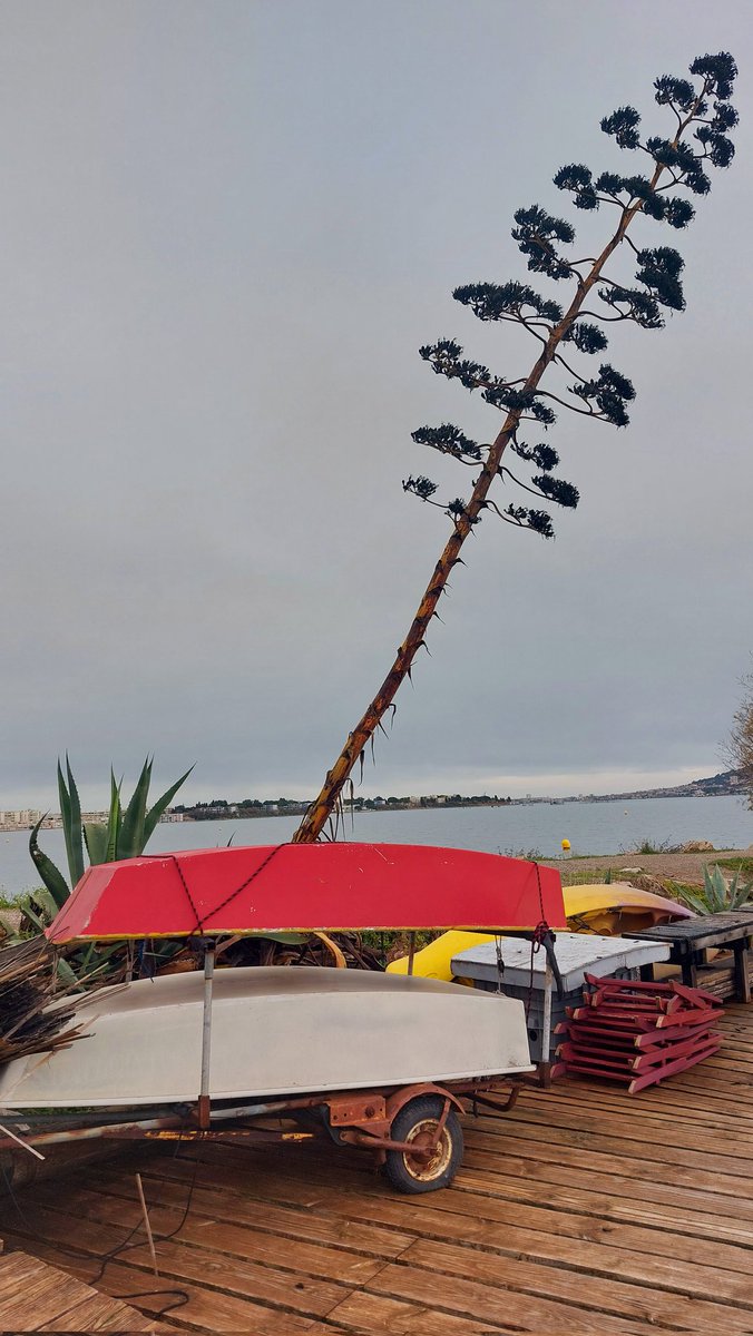 Fani dessinatrice tweet media