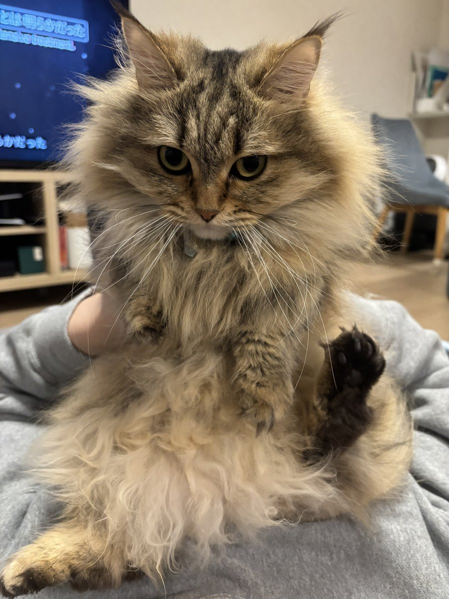 #猫 #マンチカン #猫のいる暮らし
 ぬいぐるみ感が強い🧸