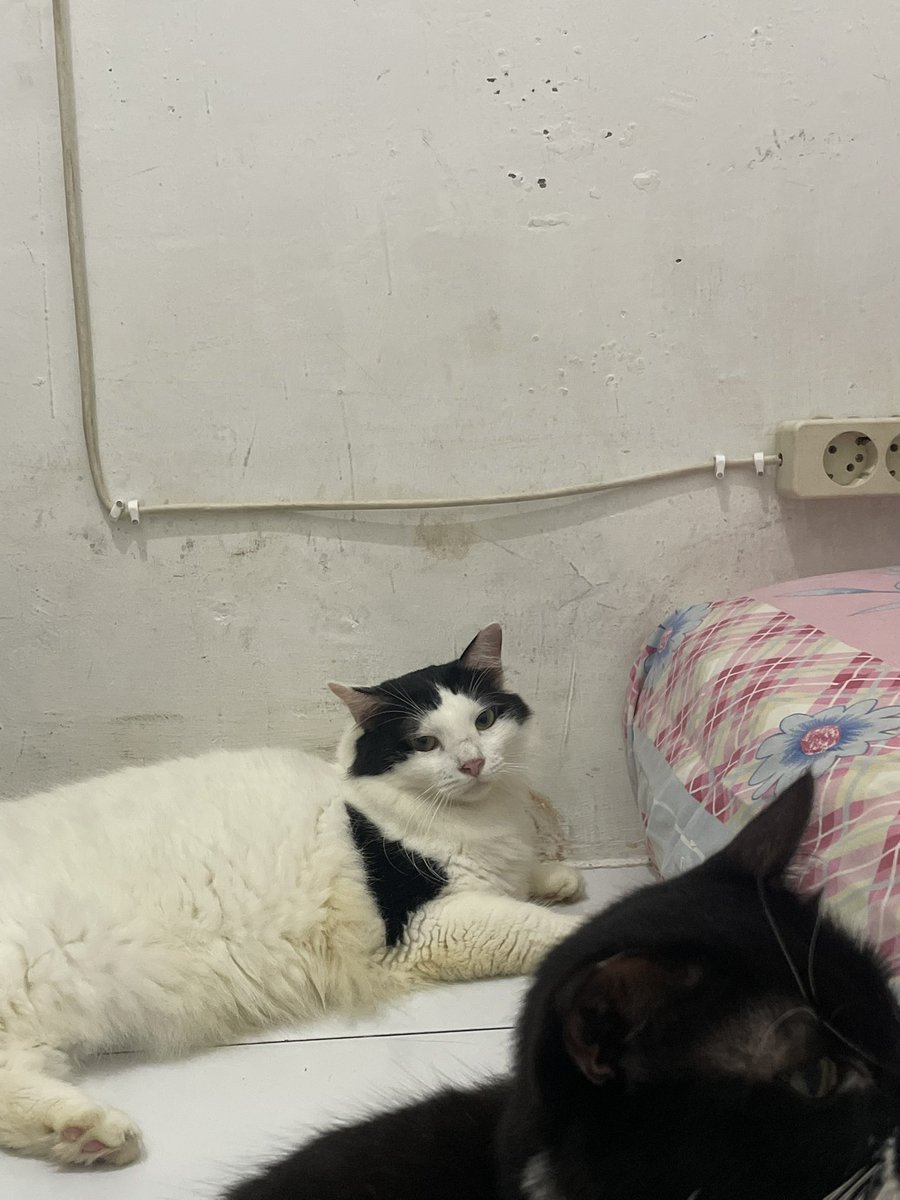 Marvelia Cantika tweet media