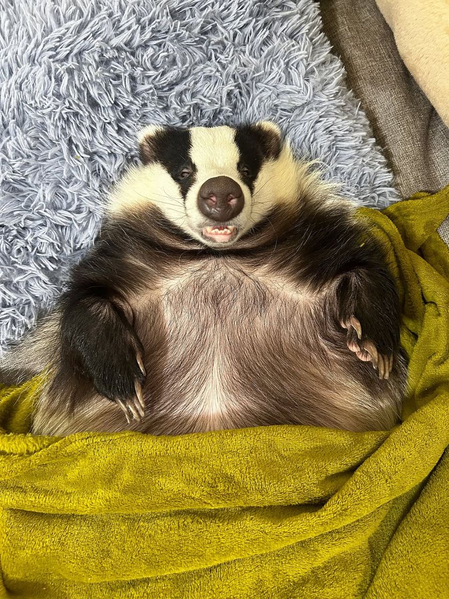 Too many small groyperous breakfasts later...