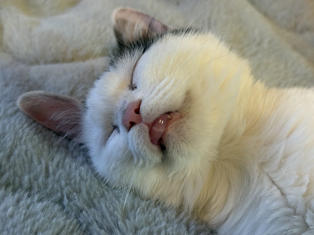 やせねこ様 sddefault.jpg