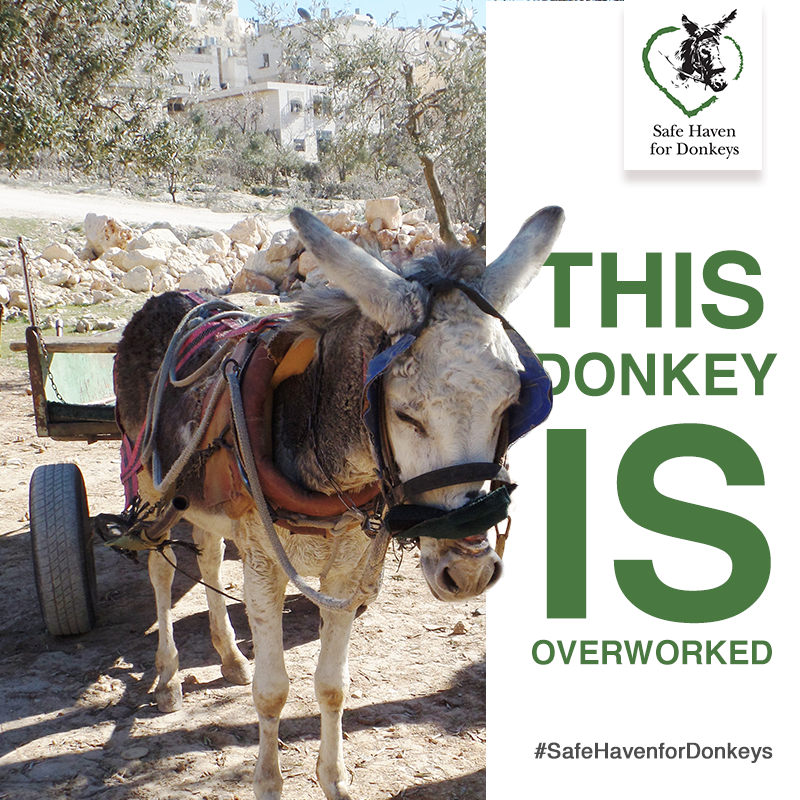 🚨 Please help us to make life better for donkeys like these   🫵💔
⛑️🚑  Your donation could fund free veterinary treatment, hoof trimming &amp; advice on animal welfare for the owners.  Donkeys DO Deserve Better - much better. Thank you for your support 🙏  ow.ly/K5iz50TwjGh