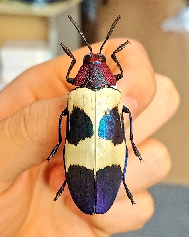 アキ 貴重 ウミアメンボ 標本 2匹 アキ 貴重 ウミアメンボ 標本 2匹 全てが桁違い」 20万円かけて