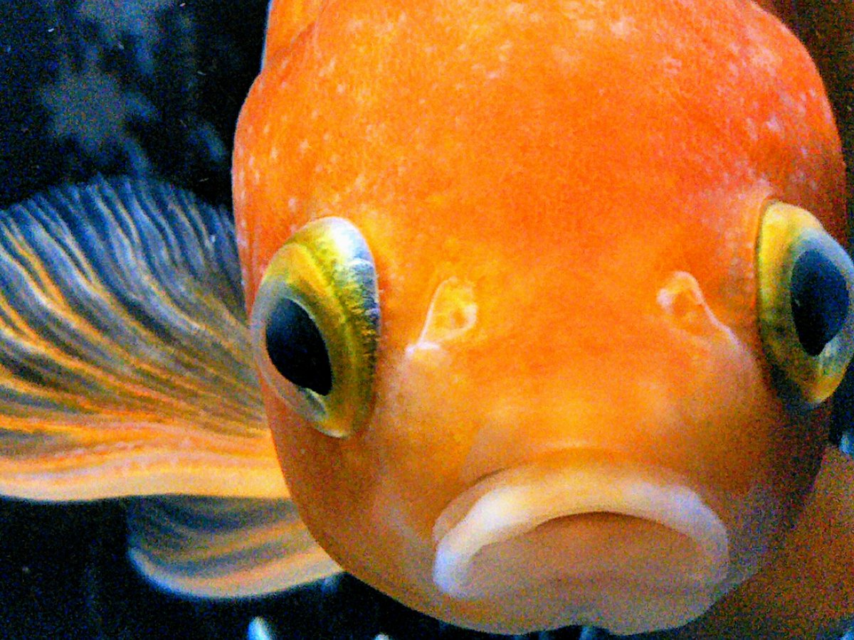 hi_0624_hi's tweet photo. 再掲だけど
なかなかの面構え❤

#TLに魚のドアップ画像をあげて人々を幸せにしよう計画 https://t.co/PhzNU6OMv4