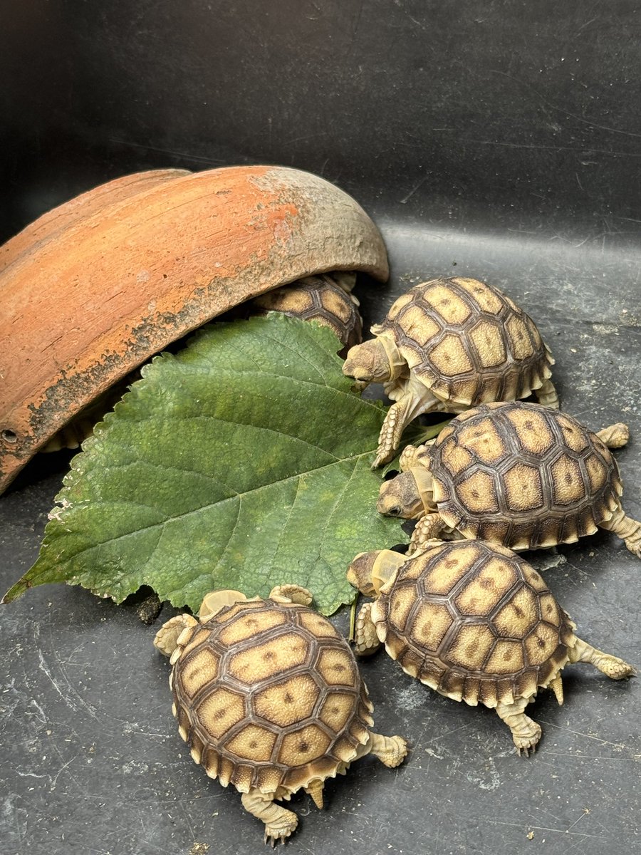 จั้นเปนพี่คนโต จั้นมีน้องกี่คน