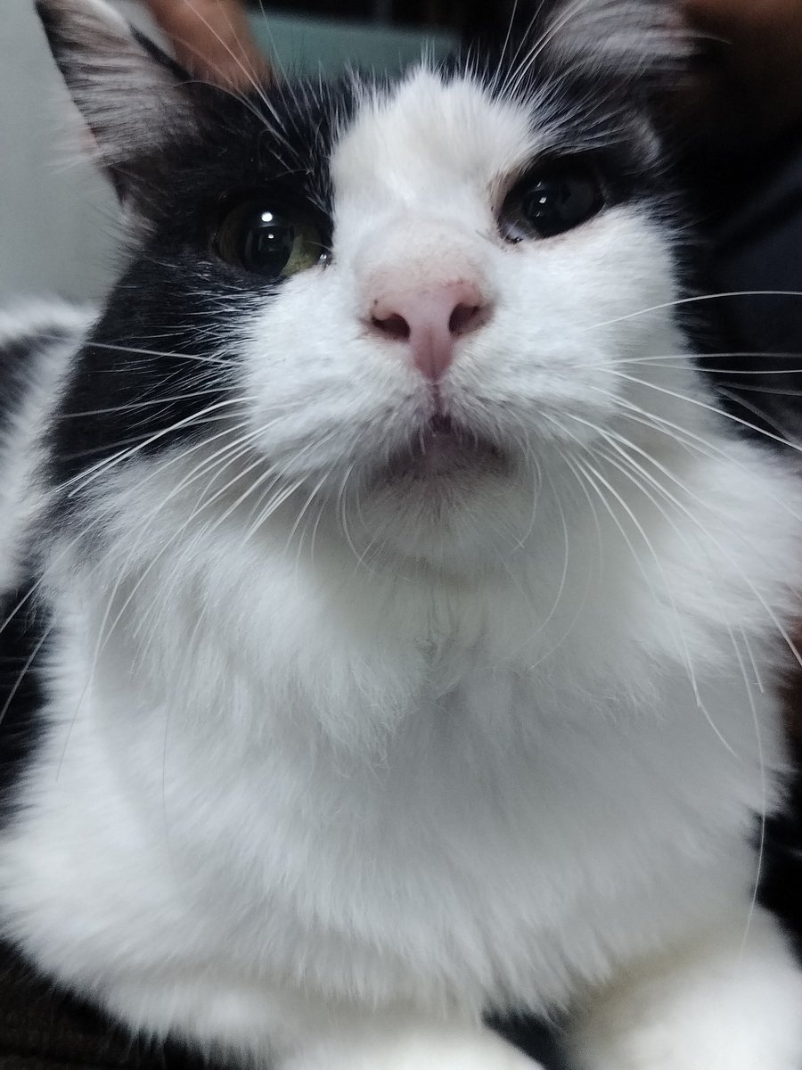 baseofkey's tweet image. say hello to my cat! 😺